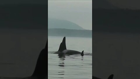 Southern Resident Killer Whales at Risk Due to High Levels of Inbreeding