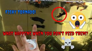 Fishy Tornado! A Fish Aquarium Video!