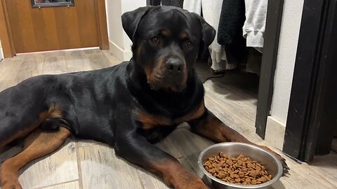 Making Rottweilers Wait For Food