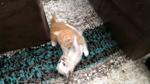 Cat FIGHT! Nougat VS Disco Inferno