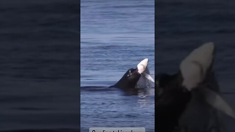 Unbelievable Encounter: Shark vs. Seal - Who Dominates?