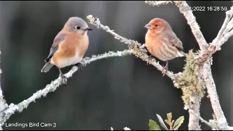 Eastern Bluebird and a House Finch 🌳 12/03/22 16:28