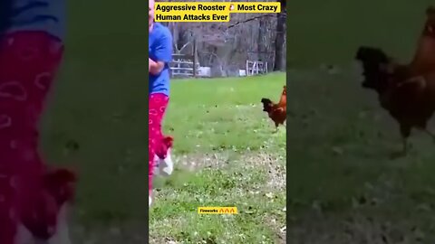 Aggressive Rooster 🐔 Most Crazy Human Attacks Ever #shorts #animals #rooster #kids #pets #human