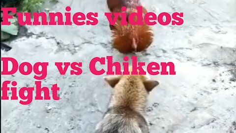 Dog vs chiken fight its funies videos