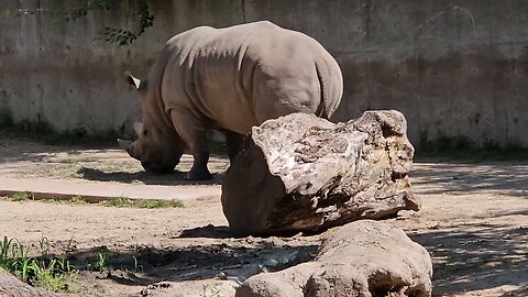 my day hanging out with rhinos