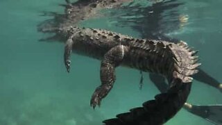 Diver swims with giant croc in the Caribbean