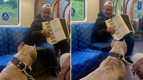 Pitbull and music in the subway