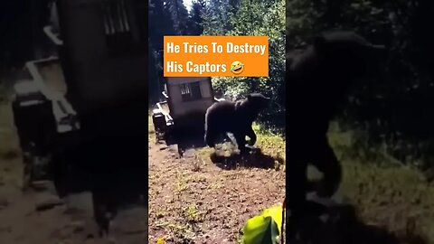 Grizzly Destroys Everything In Its Path!