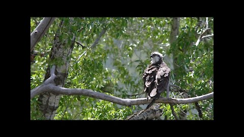 Beautiful Osprey Grooming in Trees in Slow Motion