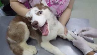 Hund blir skremt hos veterinæren!