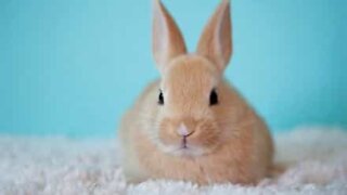 Ce lapin aime jouer avec un lapin... en peluche