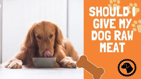 Serve it Raw: Should I give my dog Raw Meat | DOG BLOG 🐶 #BrooklynsCorner