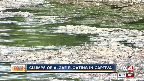 Biologist: clumps of algae along Captiva's east shore might smell bad, but aren't toxic