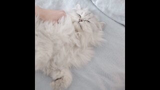 Fuzzy White Cat Purring - White Noise Video