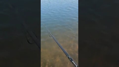 Bass Tries to Eat Trout!!