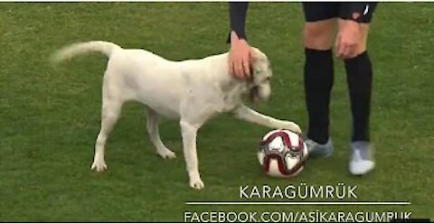 Canine interruption: How a dog brought a football match to a halt..funny!