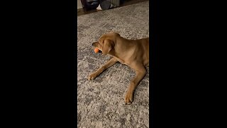 Mama loves her squeaky toys