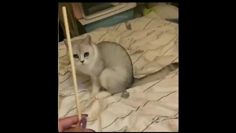 Good trained Cute cat Video