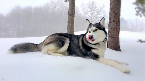 Husky's mad dash through first snowfall of the season