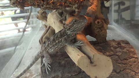 WHAT?!?! A Bearded Dragon? What Is His Name? @HamRadioConcepts