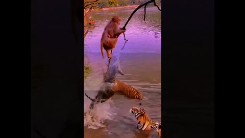 Funny Animals Video 2021 Monkey and Tiger