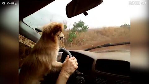 Ce chien conducteur déteste les essuie-glaces