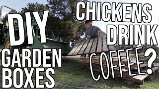 WHAT HAPPENS WHEN CHICKENS DRINK COFFEE?!?!?/ DIY Garden Boxes/ Saturday Work Day on the Farm!