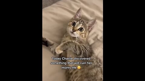 Cute and Baby Cats Video Compilation 🐈