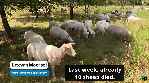 Mass sheep die-off shortly after experimental bluetongue disease jab roll-out