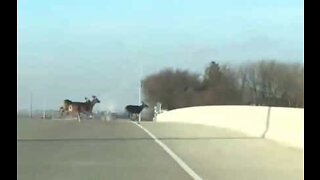 Hjort løper i panikk over motorveien og hopper over gjerdet