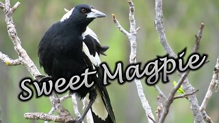 Sweet Magpie