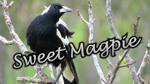 Sweet Magpie