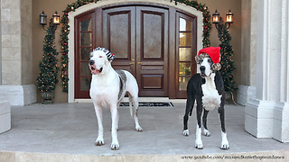 Hilarious Great Dane Steals Santa Hat from his Sister