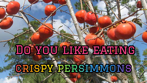Enjoy Beautiful Nature With Rural Life ( Crispy Persimmons )