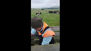 How Farmer Drench Calves On Farm, New Zealand Dairy Farming