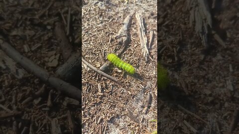 pretty caterpillar