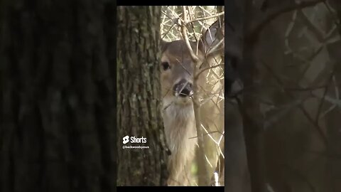 Deer peeking around a tree