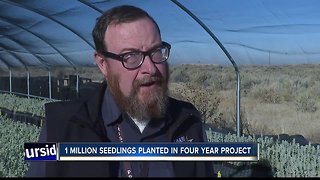 Inmates grow sage brush