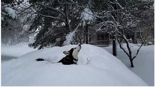 Husky totally enchanted during epic Boston blizzard