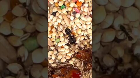 feeding my ants