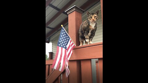 Cleo the Cat Gets a New Flag