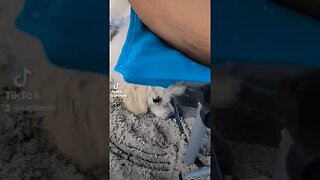 Teacup Poodle playing in the sand