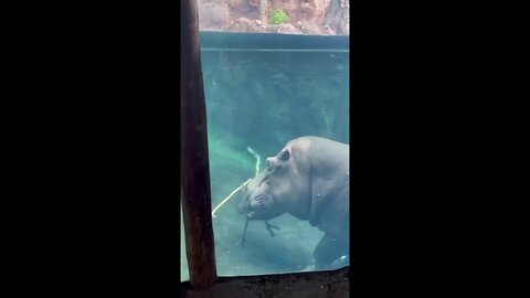 Play Time! Huge Hippos Seen Gnawing On Sticks At Local Zoo