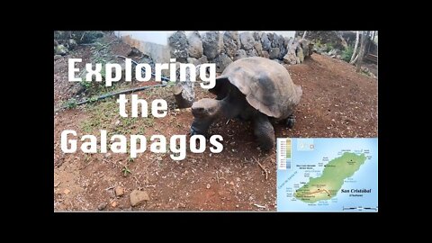 Galapagos Tortoises and Van Tour of San Cristobal - Ep. 83