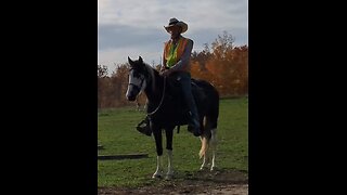 Second saddling and ride session - Rain the Spotted Saddle Horse - 27 Oct 2023