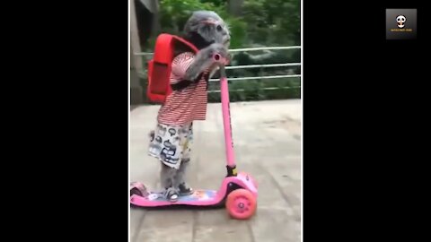 Cute Dog Driving Skateboard