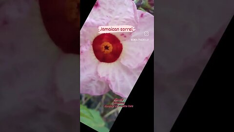 Jamaican sorrel, (roselle hibiscus) #shortsyoutube #gardening #plants #containergardening #hibiscus