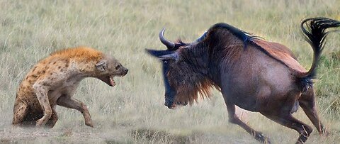 Hyena vs Wildebeest