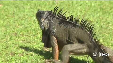 FWC is helping pet owners tag their tegus, green iguanas to prepare for new rules