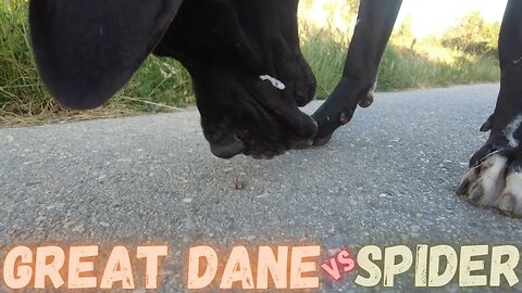 Great Dane vs Spider